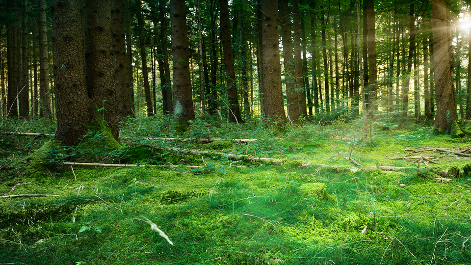 Sunburst in natural Spruce Forest - Fairytale Mood